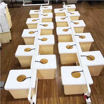 Dutch Thoob Loj Hlob Hydroponics