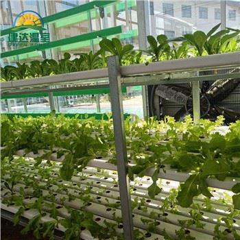 Sab Hauv Tsev Lettuce Loj hlob System