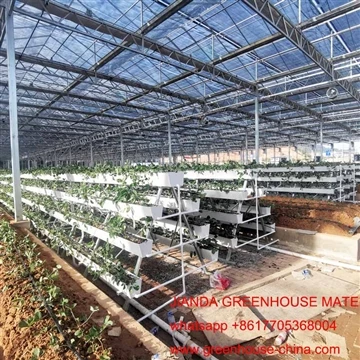strawberry cultivation tsis muaj av