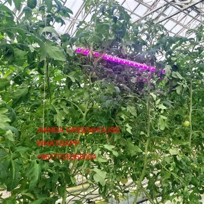Kev sib piv ntawm qhov zoo ntawm cov txiv lws suav thiab phau ntawv sau txiv ...