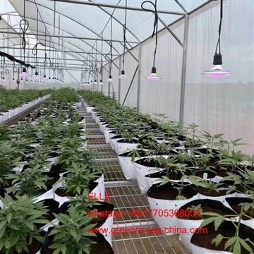 Hemp Greenhouse Expand