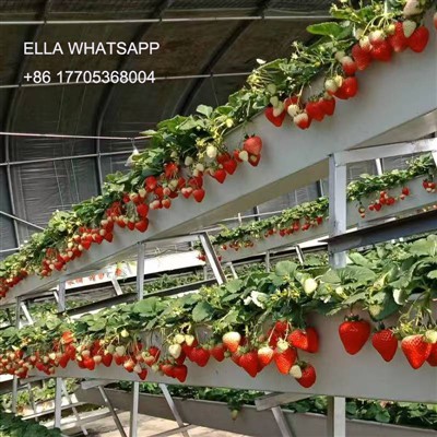 Strawberry Trough nyob rau hauv tsev cog khoom